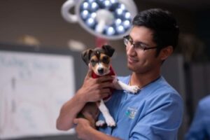 What’s the Difference between a Veterinary Assistant and a Veterinary Technician?